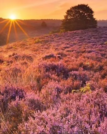 בקתה Boutique Veluwe פוטן