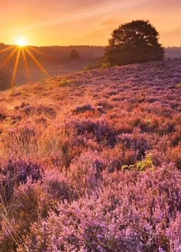 شاليه Boutique Veluwe بوتِنْ